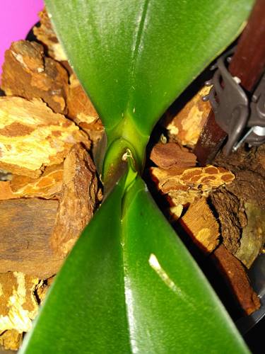 Peek-A-Boo A New Orchid Leaf Emerging