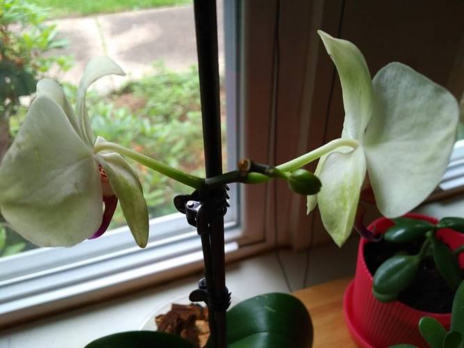 Surprise a New Orchid Flower Bud
