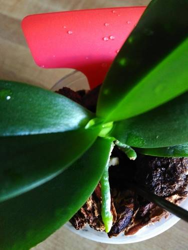Mini Orchid Showing New Leaf