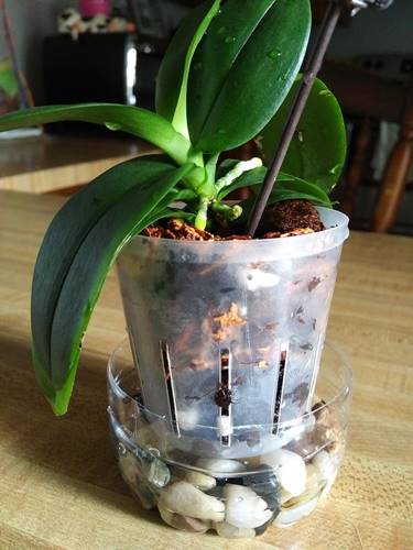 New Roots on Mini Orchid Growing Great