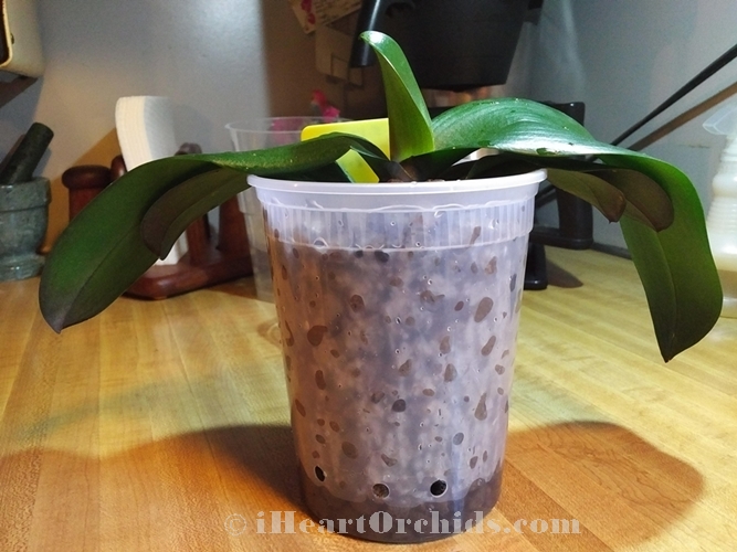 Repotted Phalaenopsis Orchid In Semi-Hydroponics