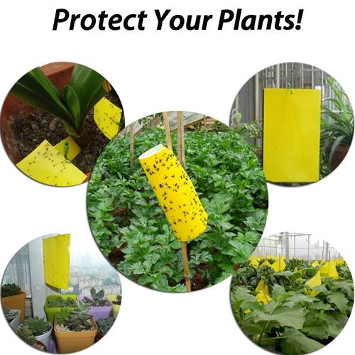 Yellow Sticky Traps Fungus Gnats Sold on Amazon